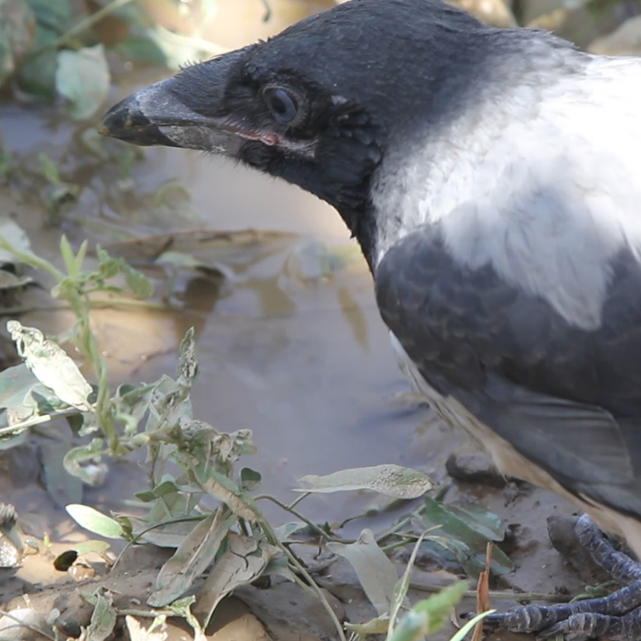 فیلم مستند حیات