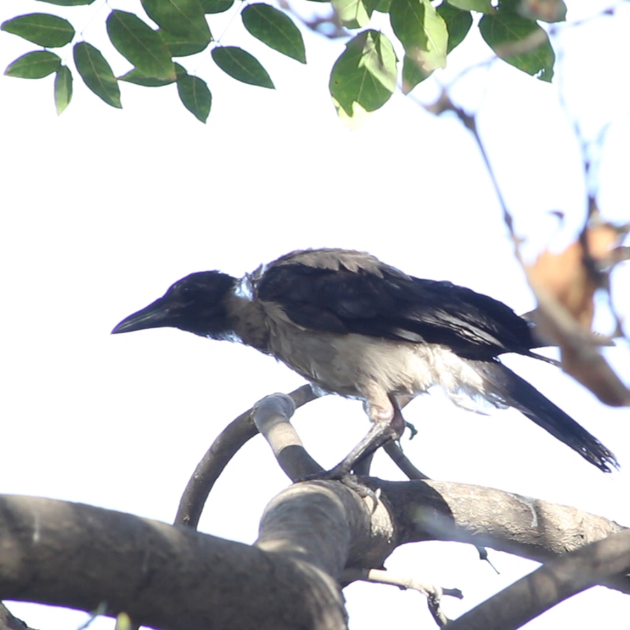 فیلم مستند حیات